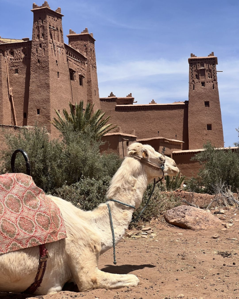 Camello en las puertas del kasba Ait Ben Haddou